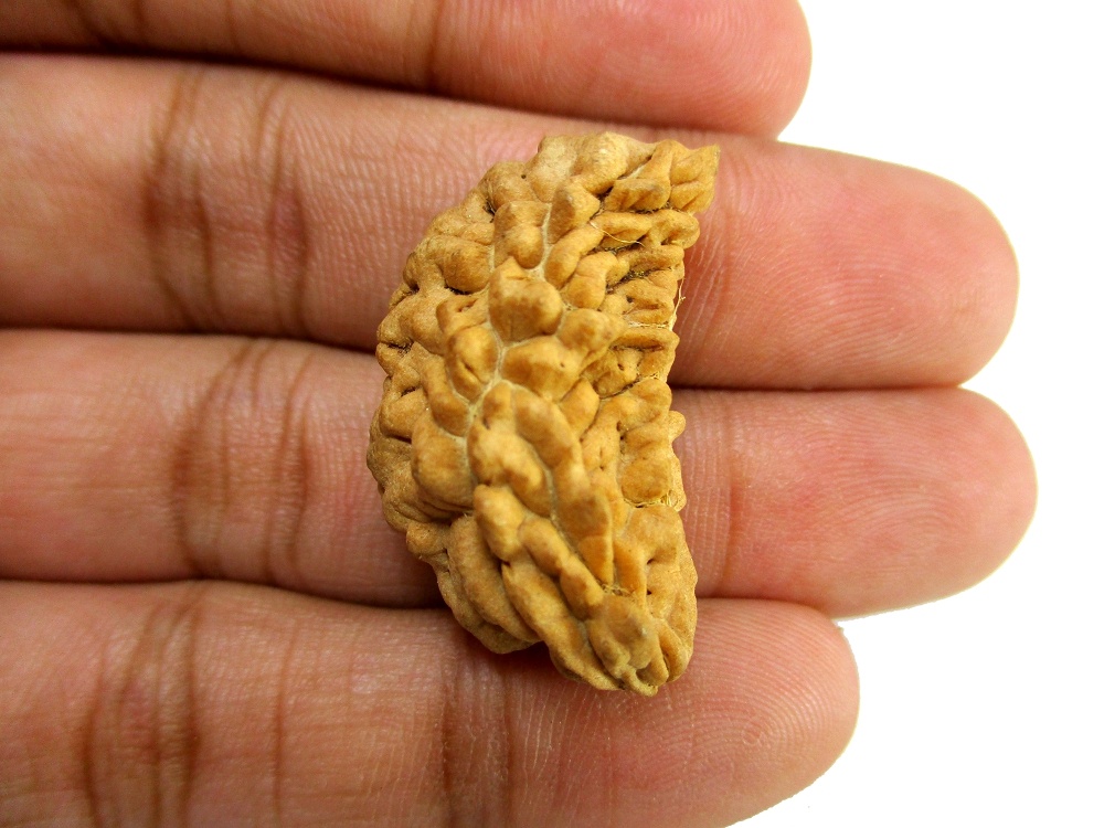 GFE RUD01 12 Img 2 Original Natural Rudraksha