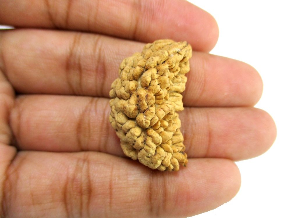 GFE RUD01 13 Img 2 Original Natural Rudraksha