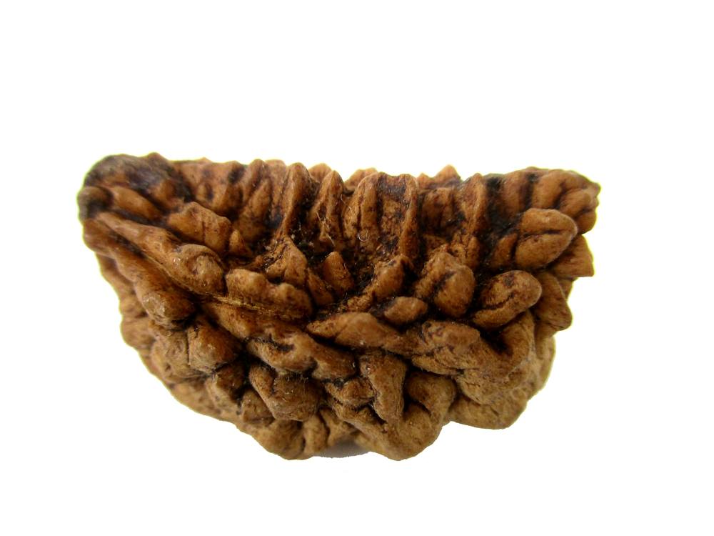 GFE RUD01 15 Img 1 Original Natural Rudraksha