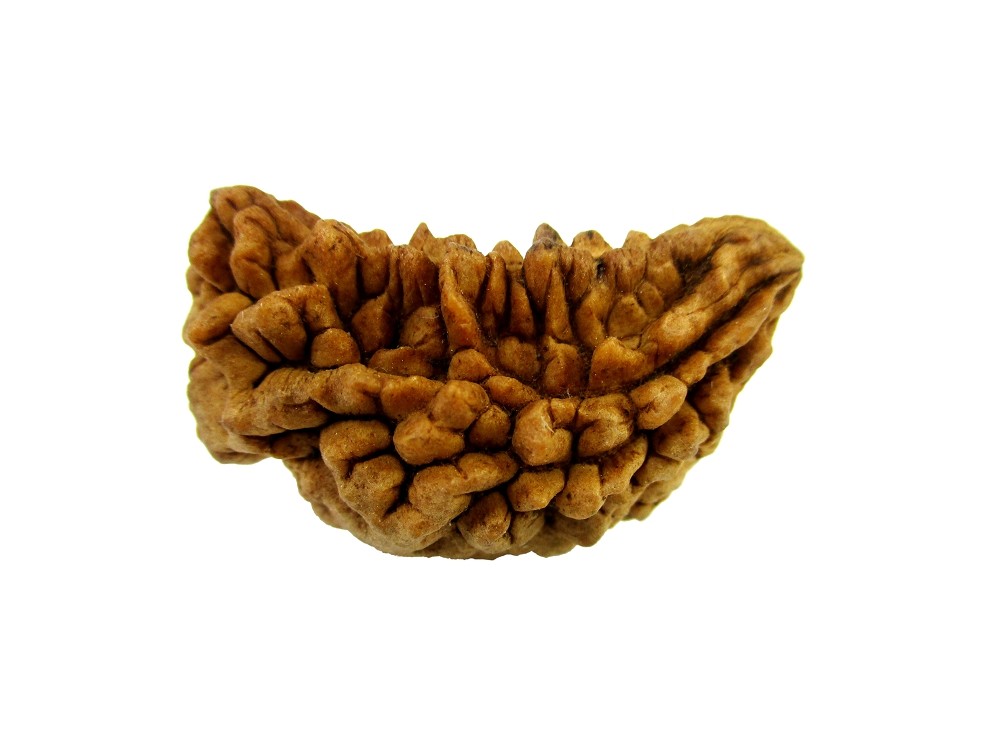 GFE RUD01 5 Img 1 Original Natural Rudraksha