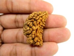 GFE RUD01 5 Img 3 Original Natural Rudraksha