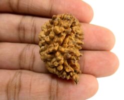 Original Natural Rudraksha