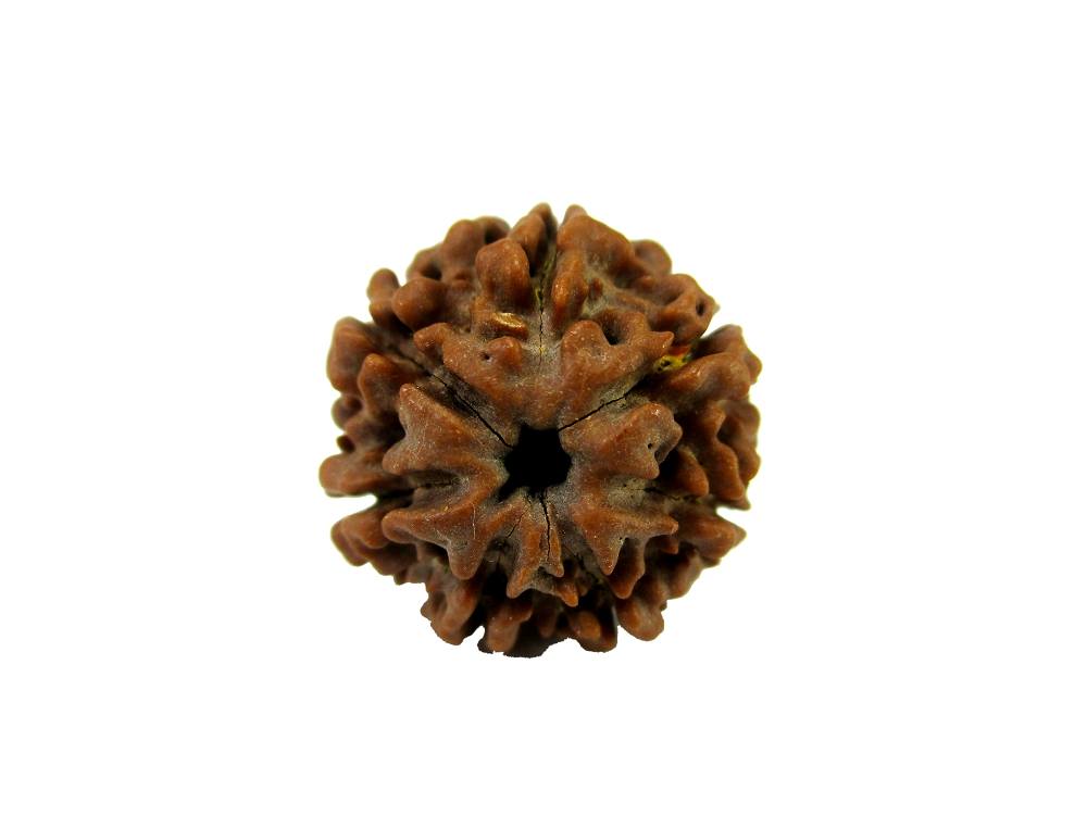 GFE RUD07 16 Img 1 Original Natural Rudraksha