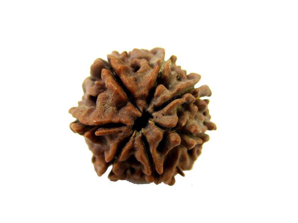 GFE RUD07 16 Img 2 Original Natural Rudraksha