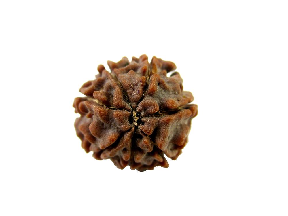 GFE RUD07 17 Img 2 Original Natural Rudraksha