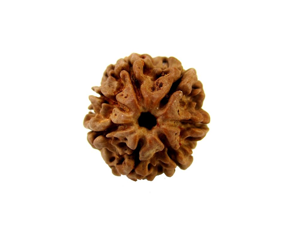 GFE RUD07 22 Img 1 Original Natural Rudraksha