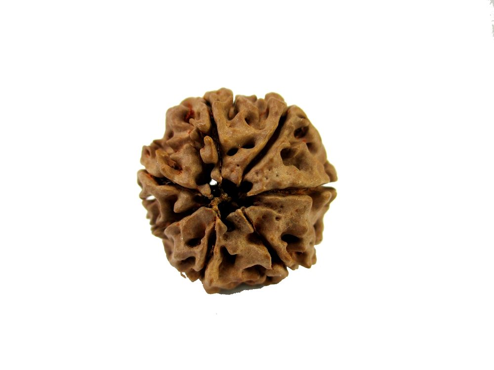GFE RUD07 22 Img 2 Original Natural Rudraksha