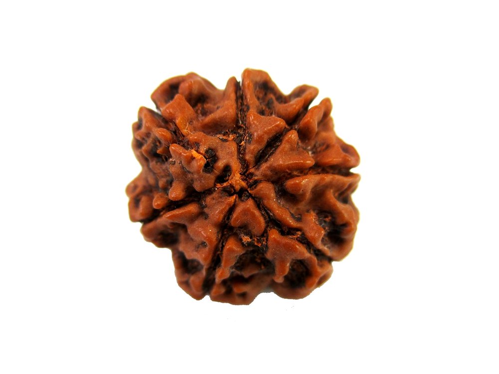GFE RUD07 36 Img 2 Original Natural Rudraksha