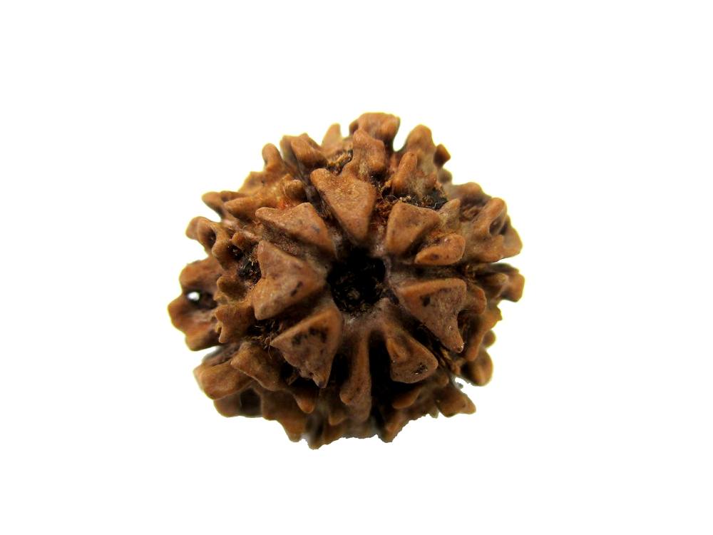 GFE RUD08 1 Img 1 Original Natural Rudraksha