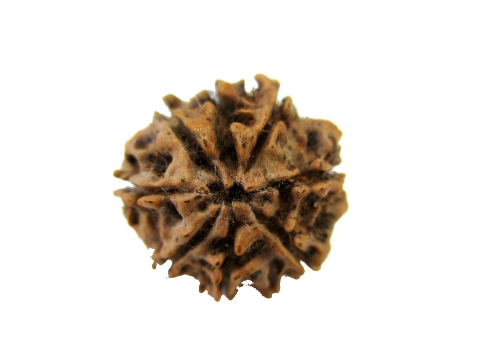 GFE RUD08 1 Img 2 Original Natural Rudraksha