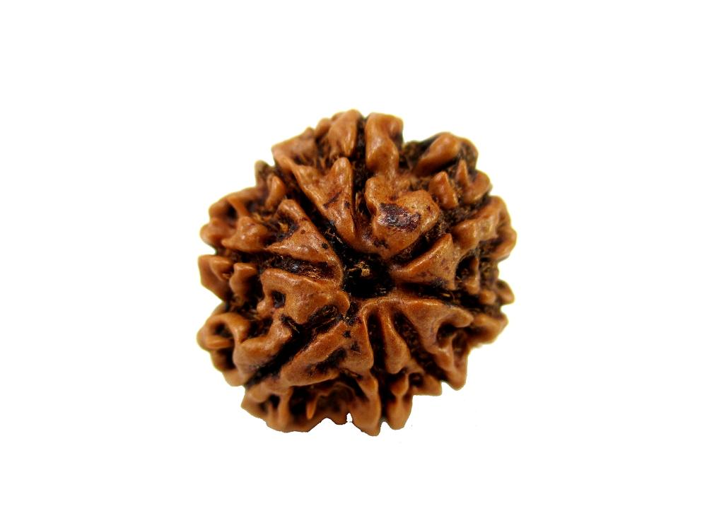 GFE RUD08 6 Img 1 Original Natural Rudraksha