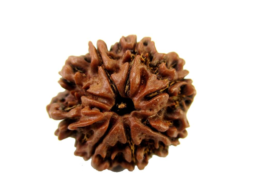 GFE RUD08 7 Img 1 Original Natural Rudraksha