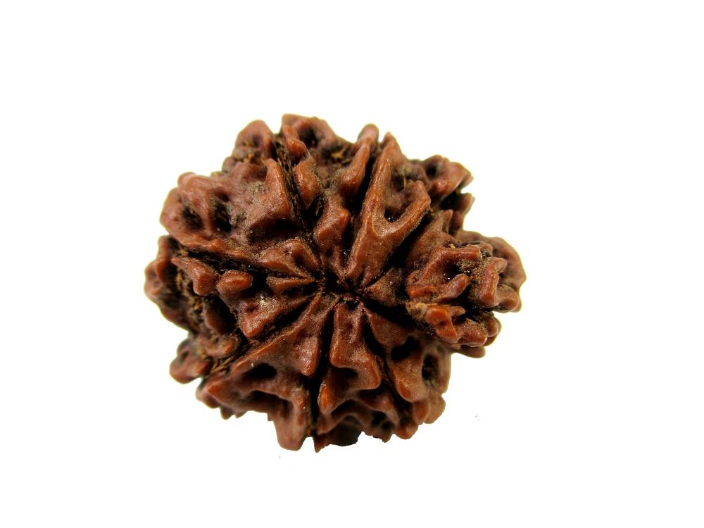 GFE RUD08 7 Img 2 Original Natural Rudraksha