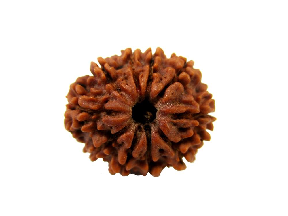 GFE RUD10 4 Img 1 Original Natural Rudraksha