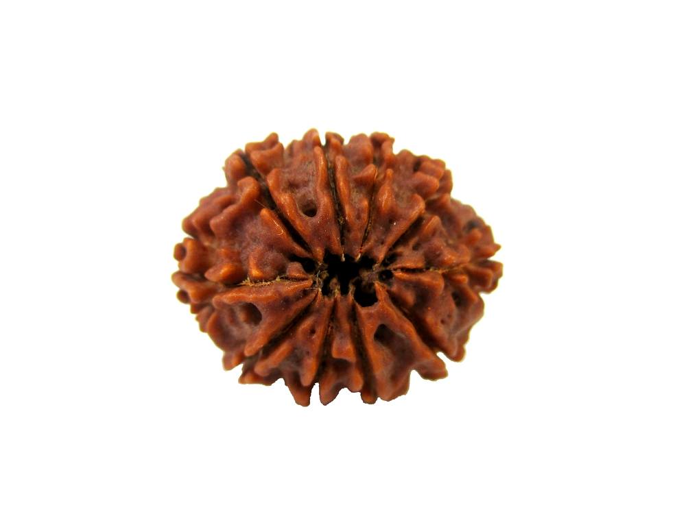 GFE RUD10 4 Img 2 Original Natural Rudraksha