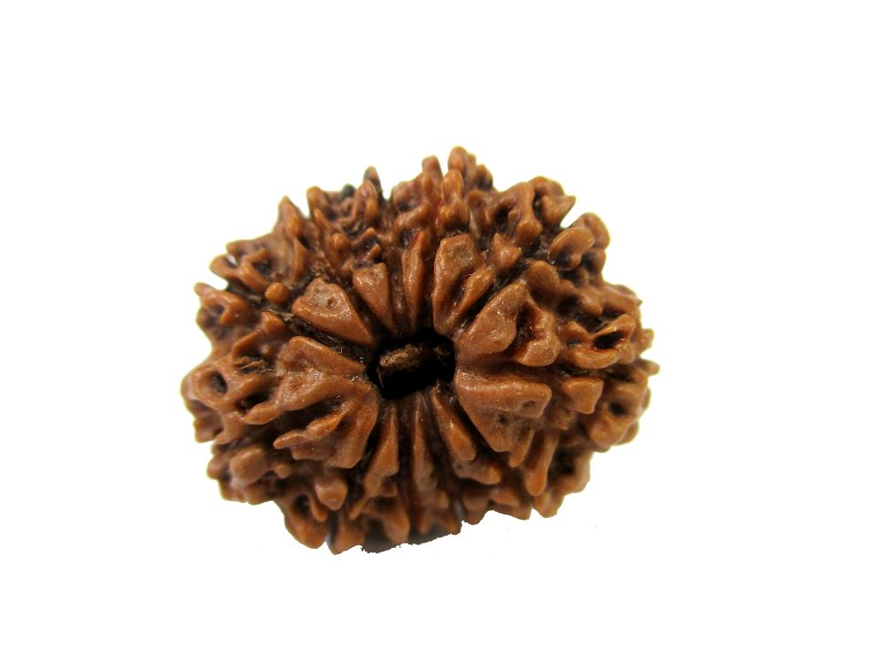 GFE RUD11 1 Img 1 Original Natural Rudraksha