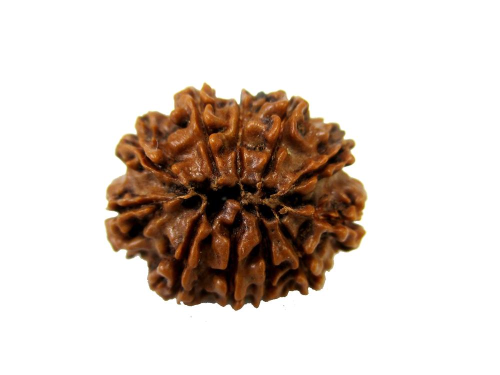 GFE RUD11 1 Img 2 Original Natural Rudraksha