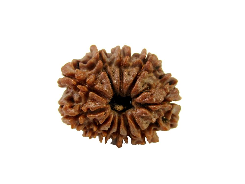 GFE RUD11 2 Img 1 Original Natural Rudraksha