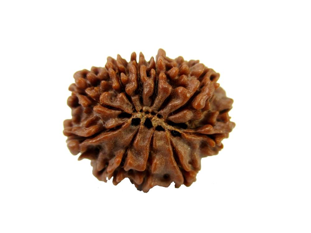 GFE RUD11 2 Img 2 Original Natural Rudraksha