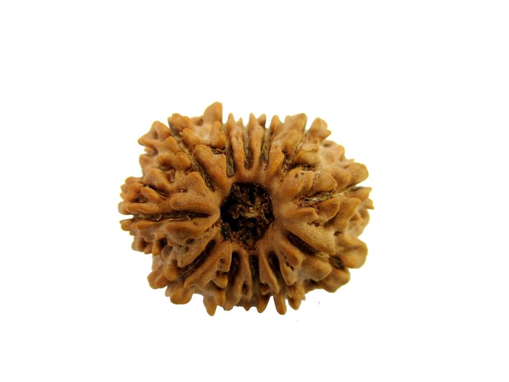 GFE RUD12 1 Img 1 Original Natural Rudraksha
