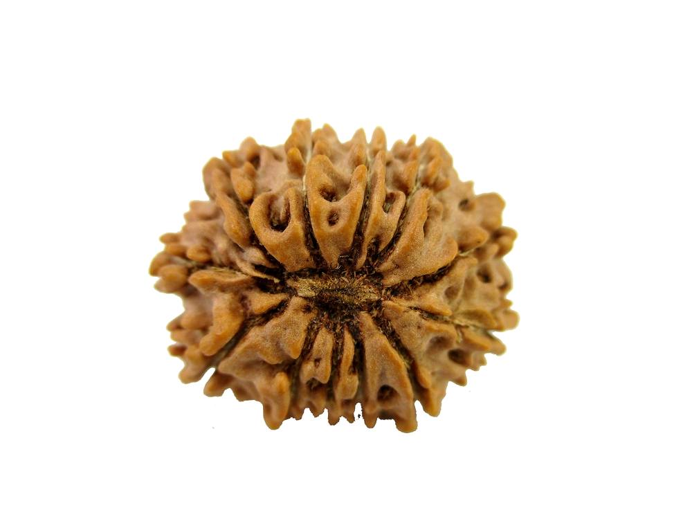 GFE RUD12 1 Img 2 Original Natural Rudraksha