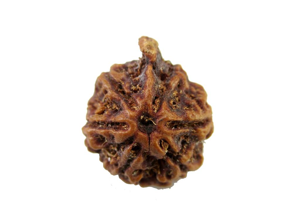 GFE RUDGA 19 Img 1 Original Natural Rudraksha