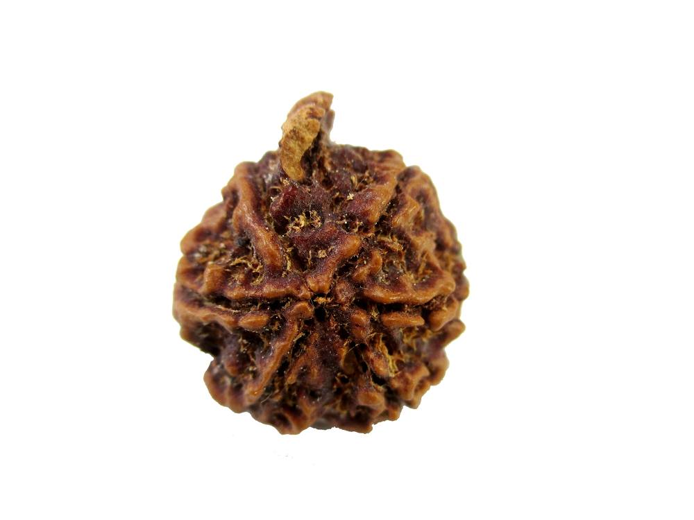 GFE RUDGA 19 Img 2 Original Natural Rudraksha