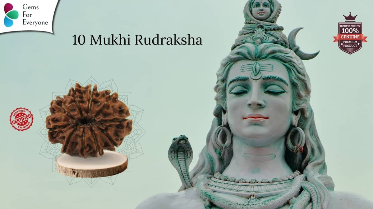 10 Mukhi Natural Rudraksha
