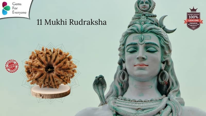 11 Mukhi Rudraksha