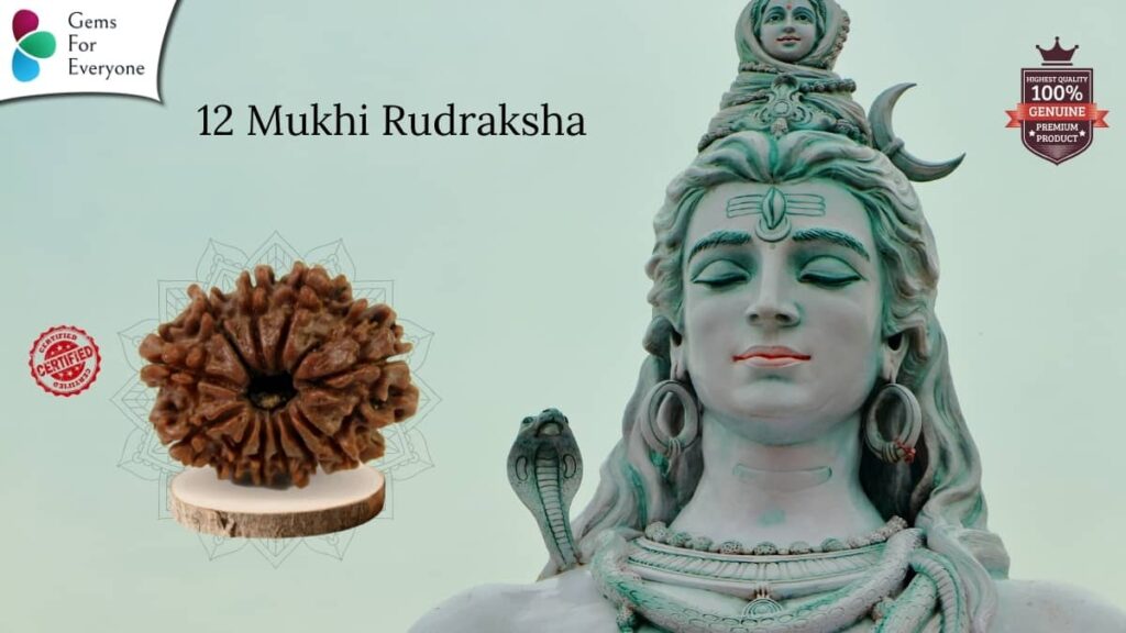 12 Mukhi Natural Rudraksha
