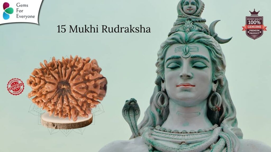 15 Mukhi Natural Rudraksha
