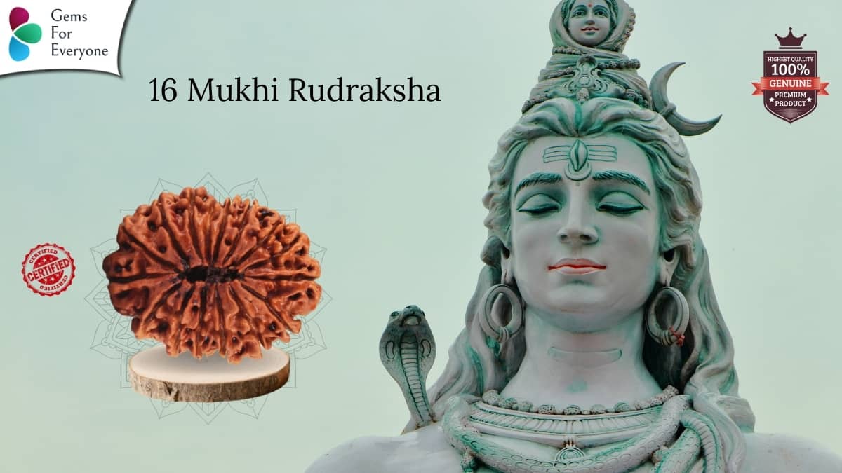 16 Mukhi Natural Rudraksha
