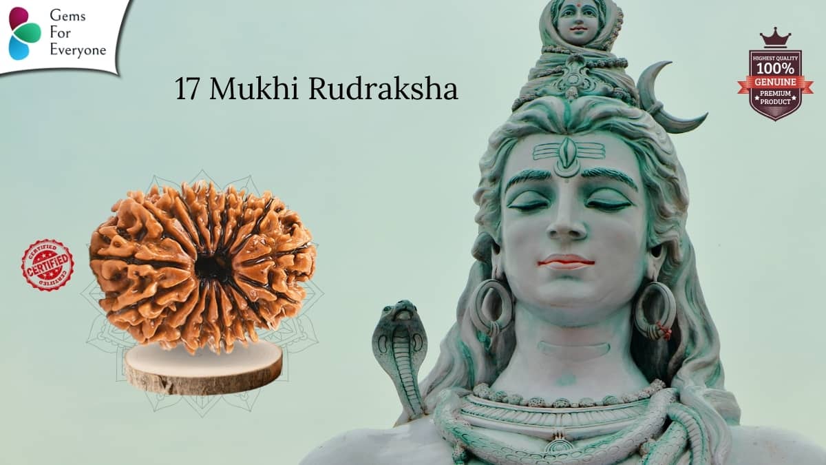 17 Mukhi Natural Rudraksha
