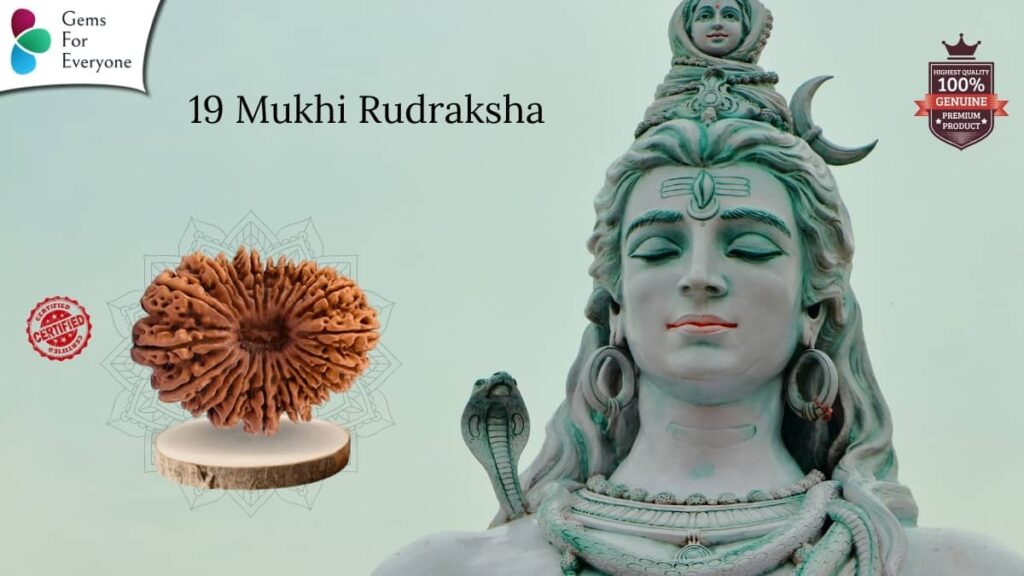 19 Mukhi Natural Rudraksha