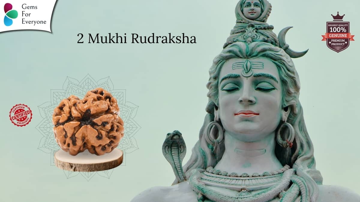 2 Mukhi Natural Rudraksha