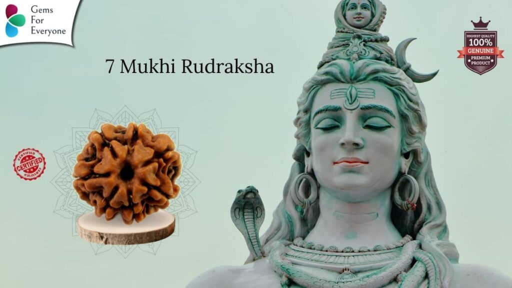 7 Mukhi Natural Rudraksha