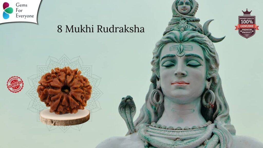 8 Mukhi Natural Rudraksha