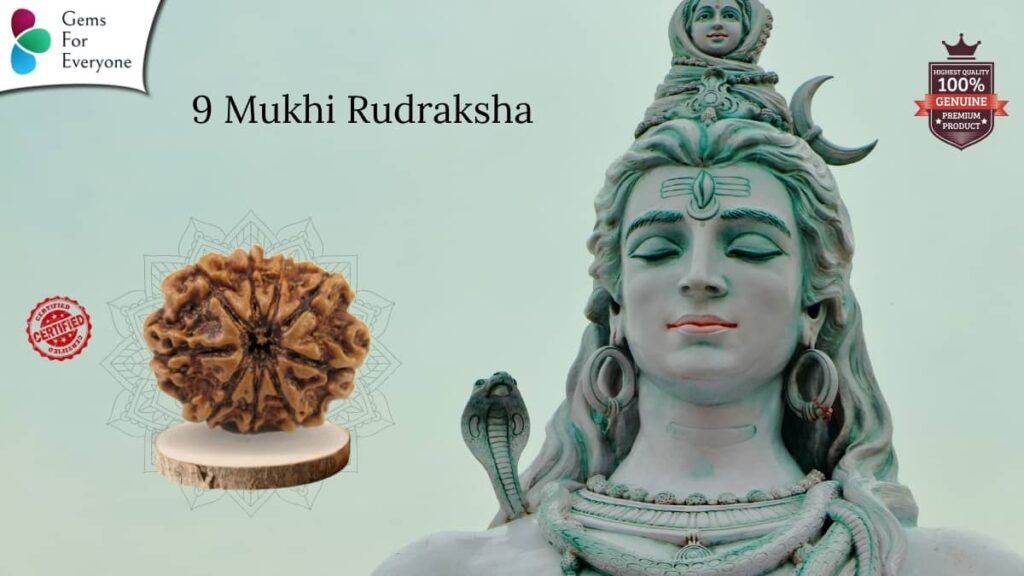 9 Mukhi Natural Rudraksha