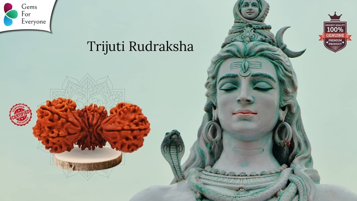 Trijuti Natural Rudraksha